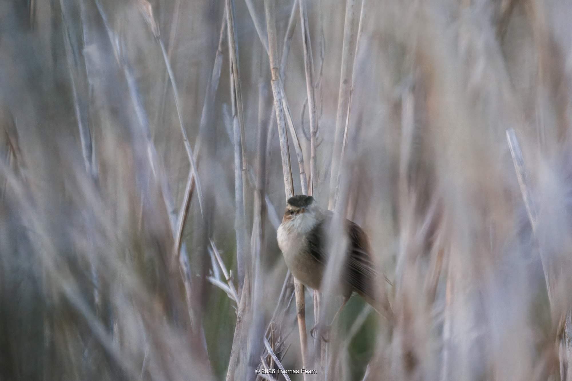 Sedge warbler in a soft-lit reedbed