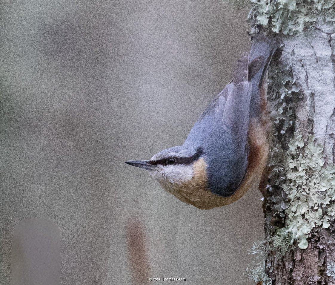 Nuthatch descending a trunk