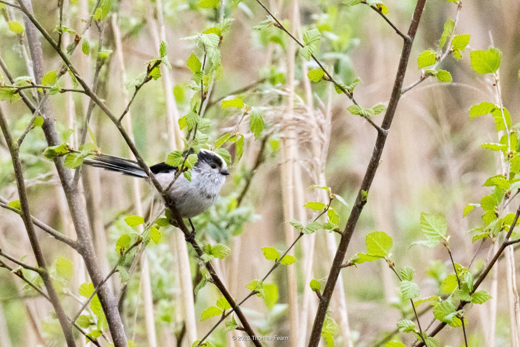 Long-tailed tit in spring foliage