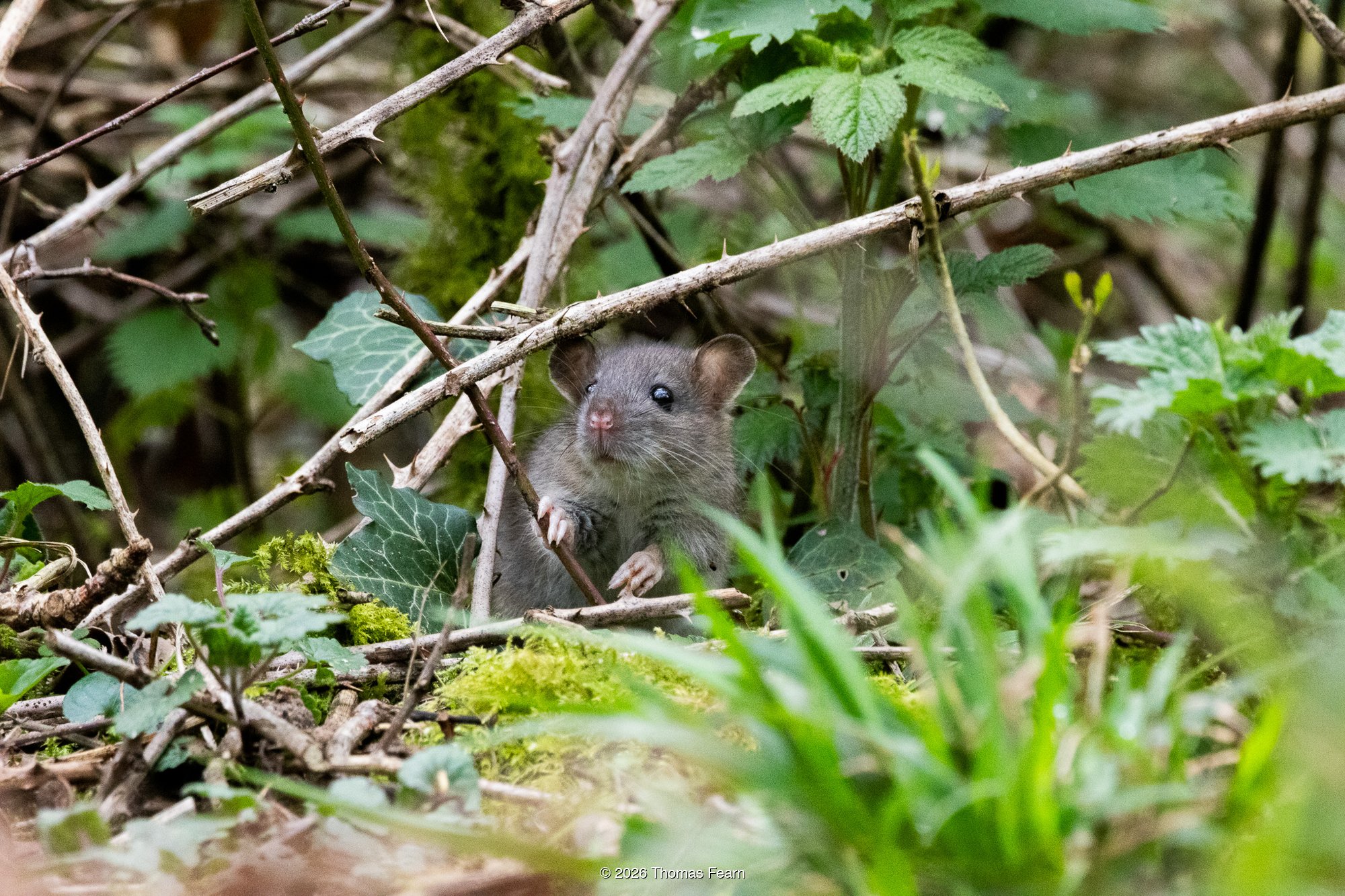 Brown Rat in woodland undergrowth