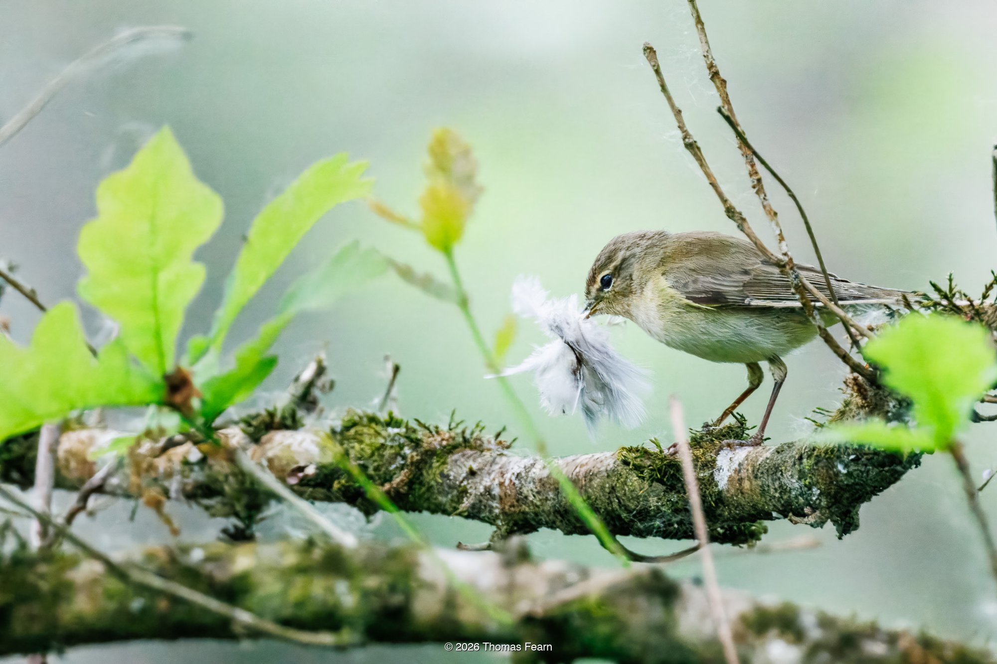 Chiffchaff collecting a feather for the nest