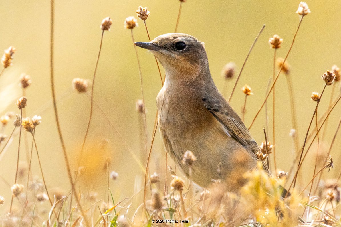 Wheatear among seedheads at golden hour