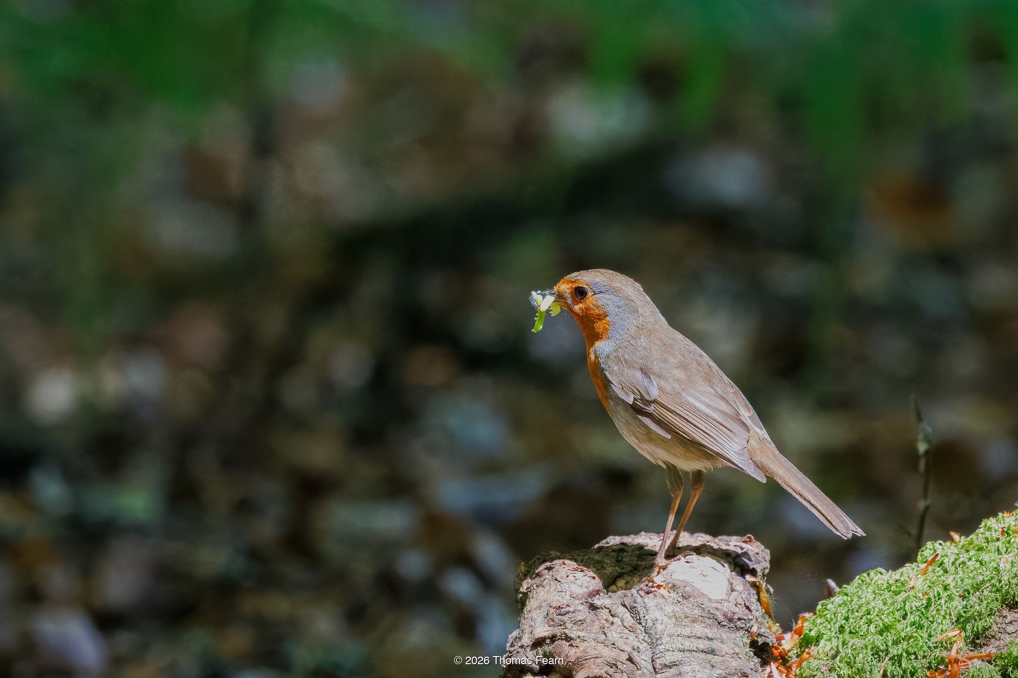 Robin with insects in dappled woodland