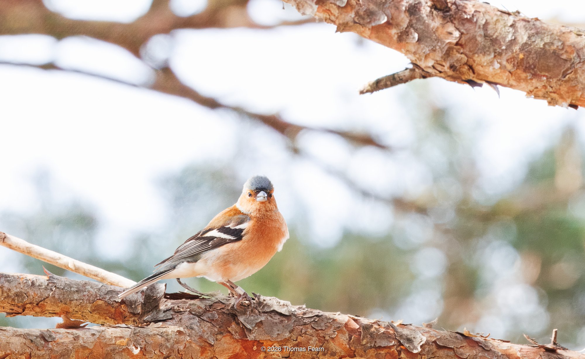 Chaffinch on a pine branch