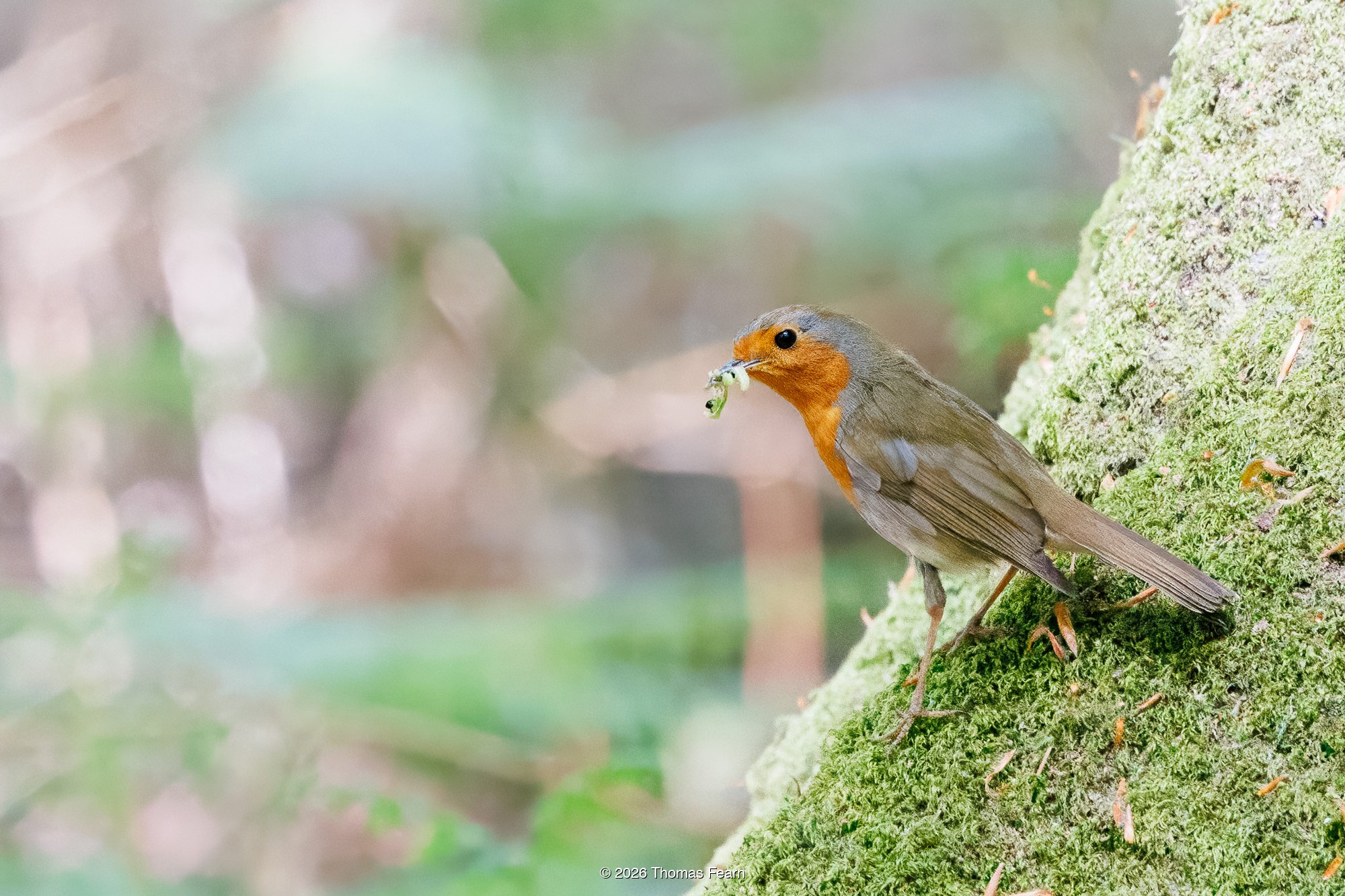 Robin with insects on a mossy trunk