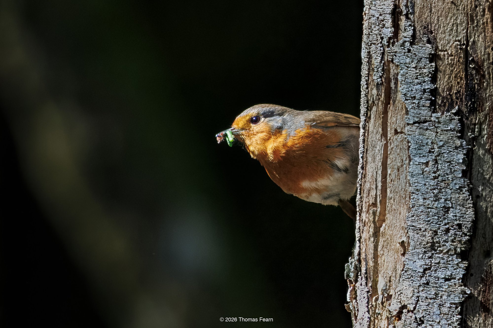 Robin with insect at the nest hole