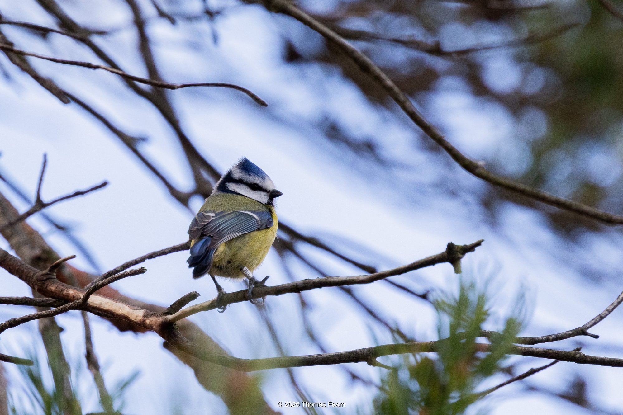 Blue tit on bare spring twigs