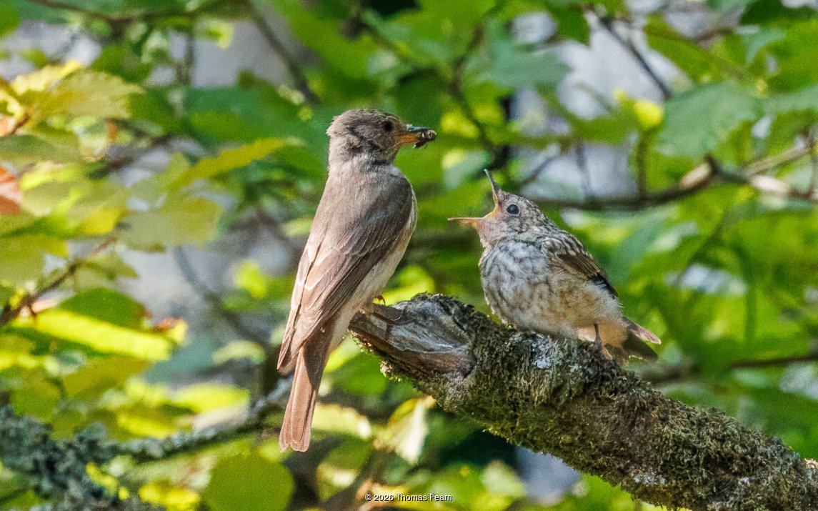 Spotted Flycatcher feeding a juvenile