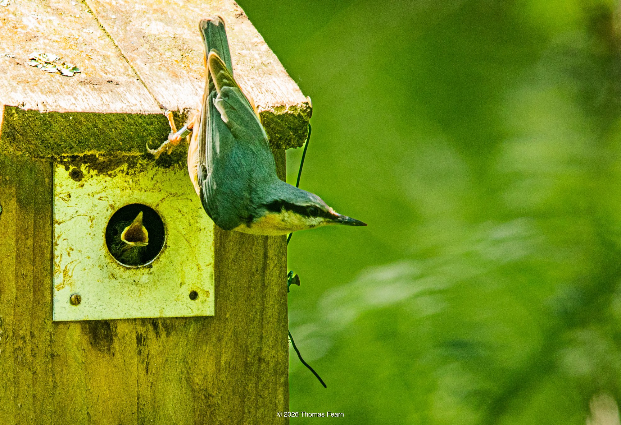 Nuthatch at a wooden nest box