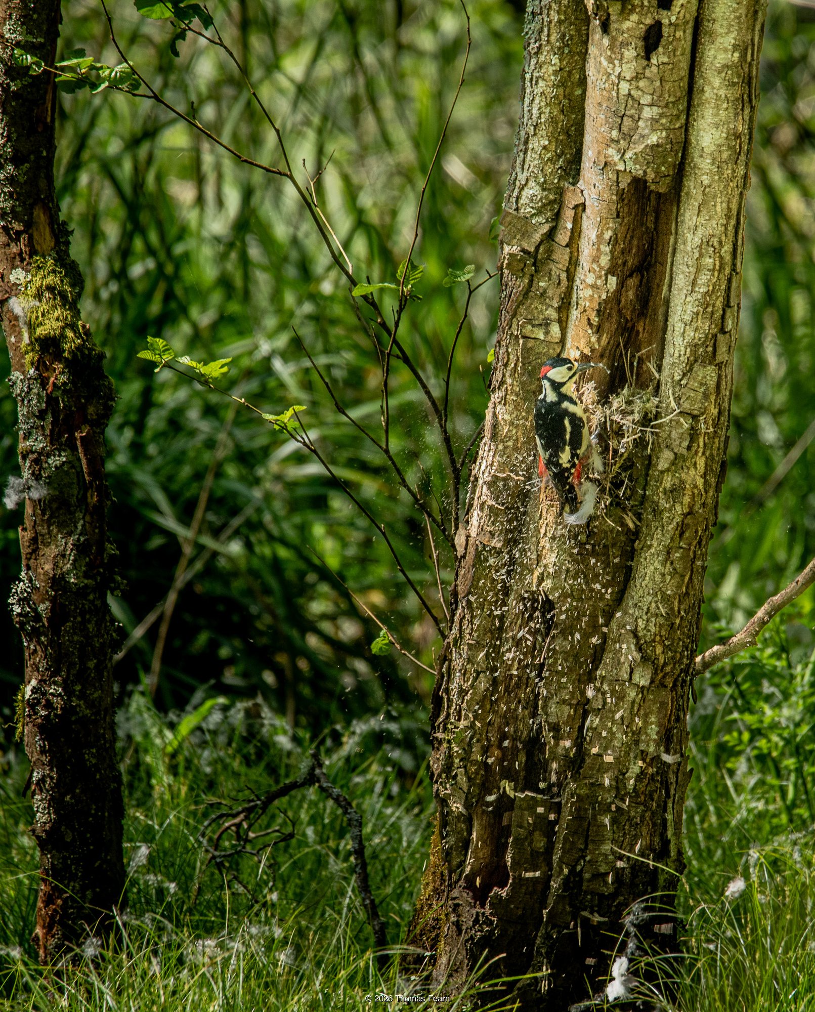 Great Spotted Woodpecker on a tree trunk