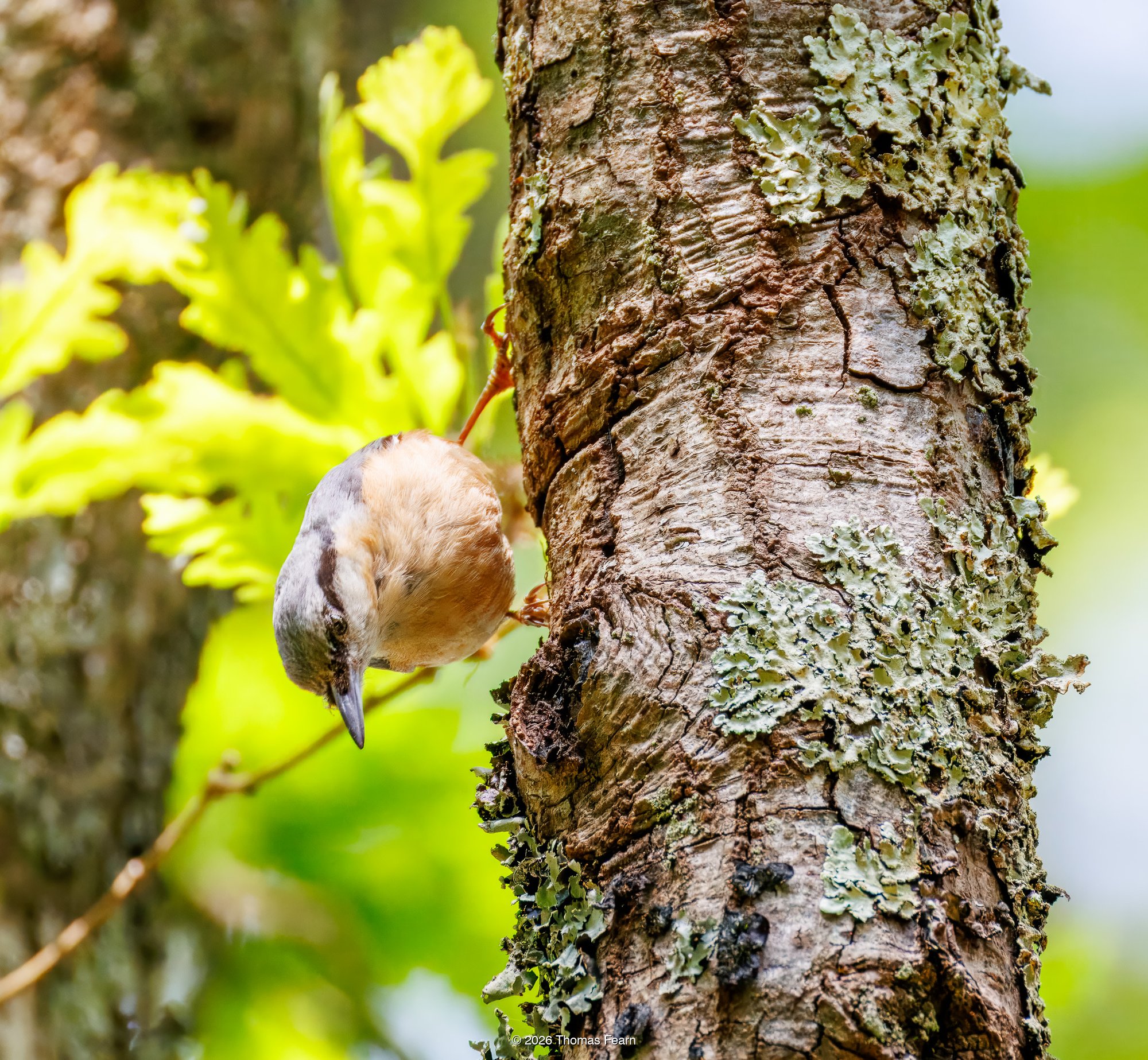 Nuthatch on an oak trunk
