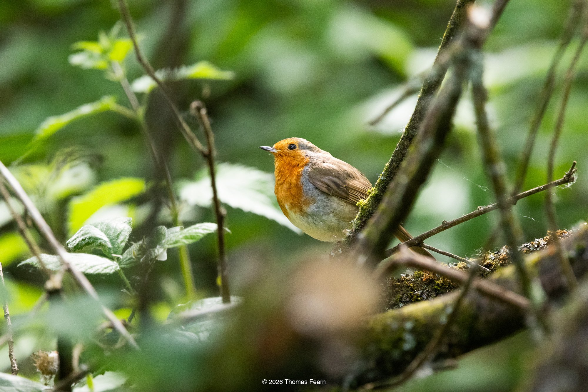 Robin perched in a hedgerow