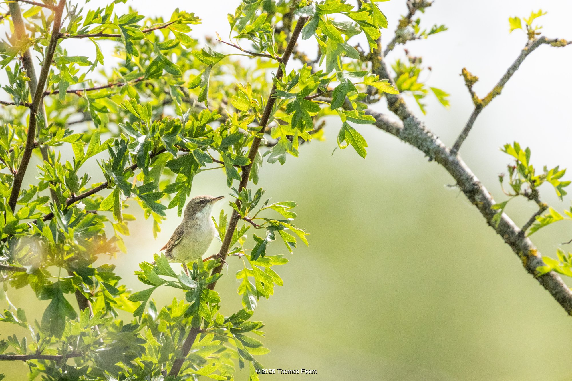Common Whitethroat in spring foliage