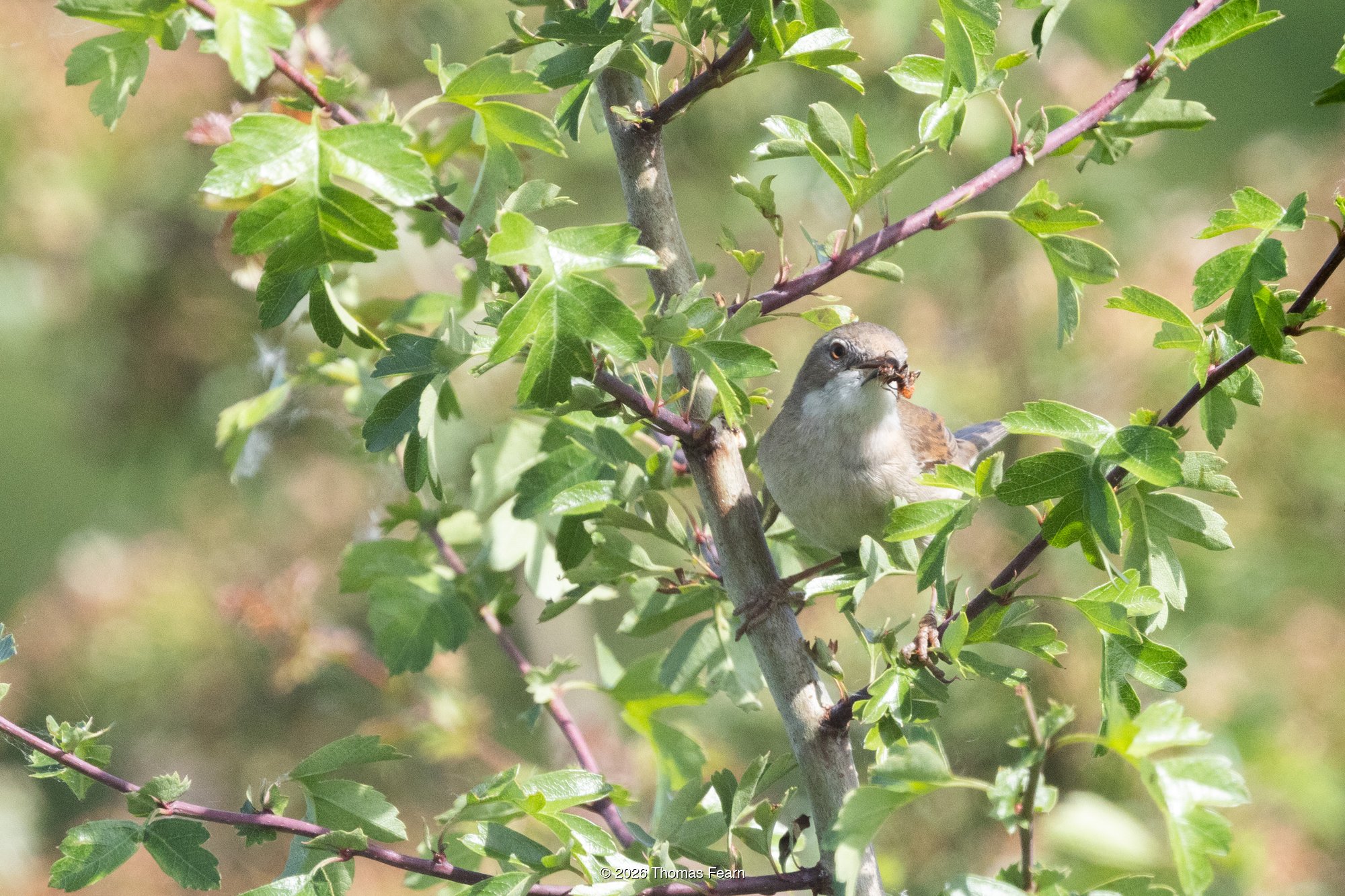 Common Whitethroat with insects in hawthorn