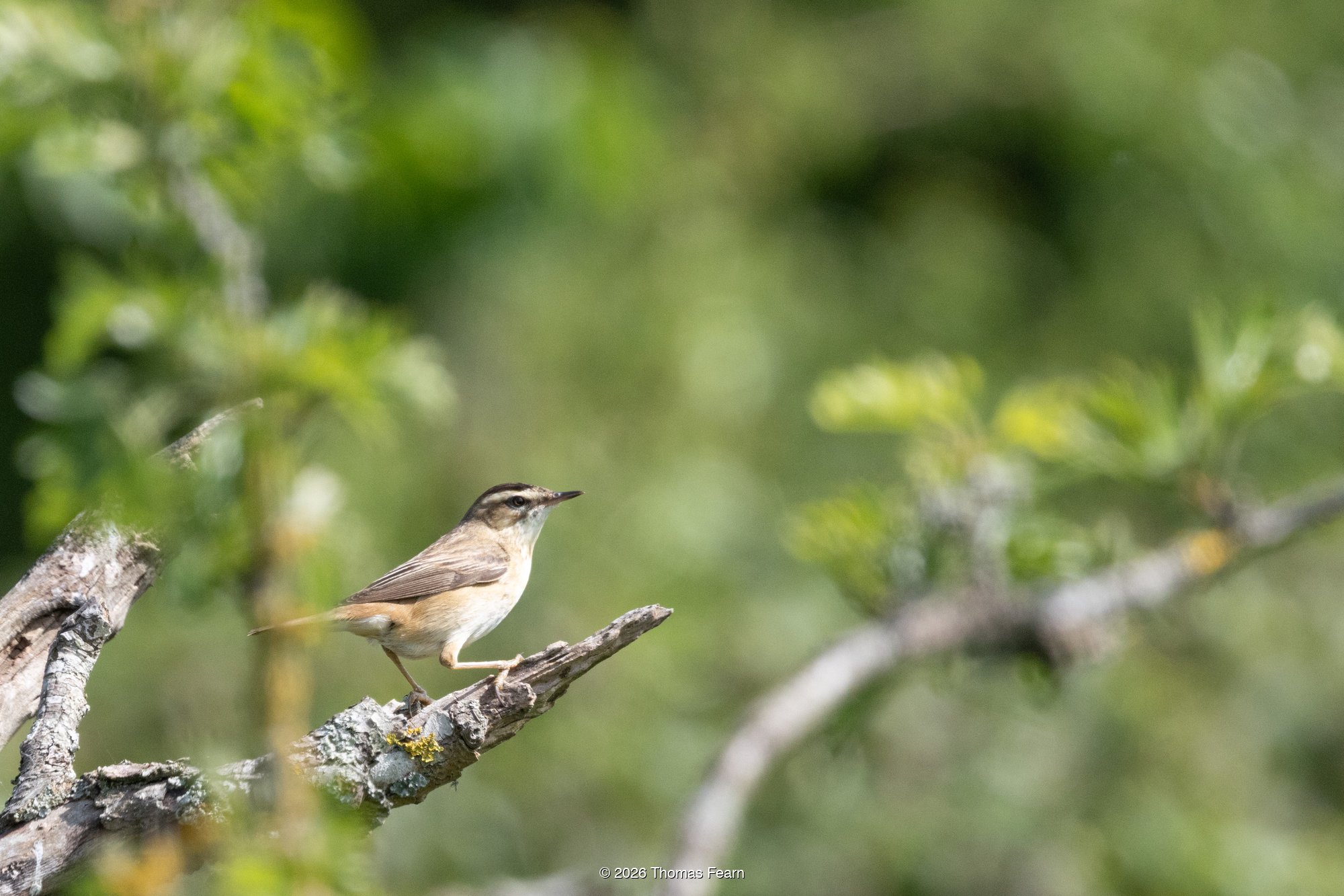Sedge Warbler on an exposed twig