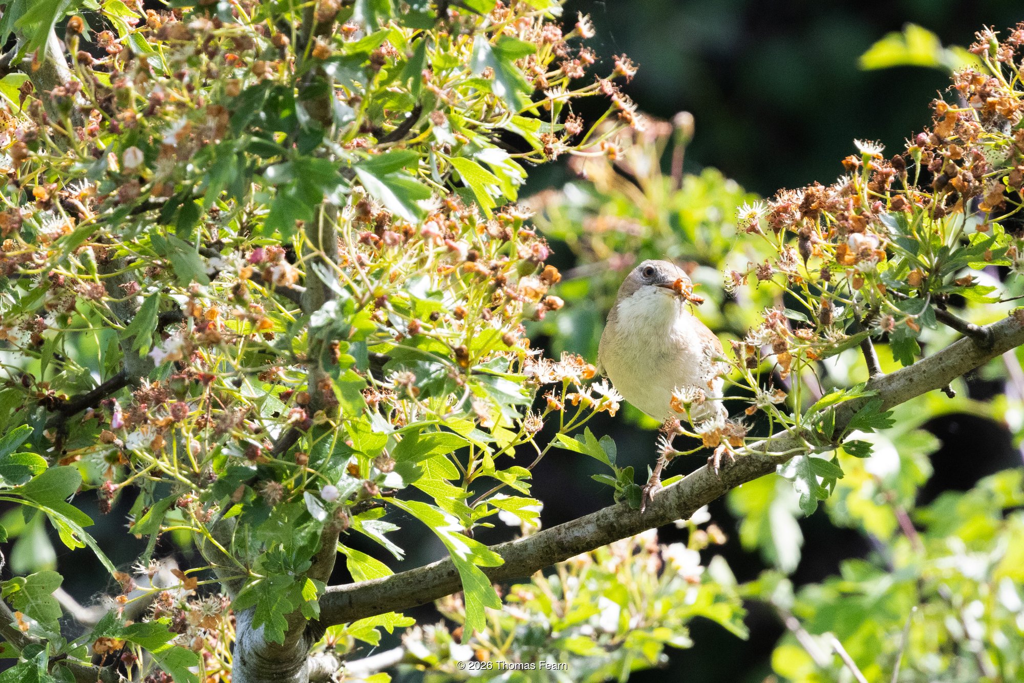 Common Whitethroat in hawthorn