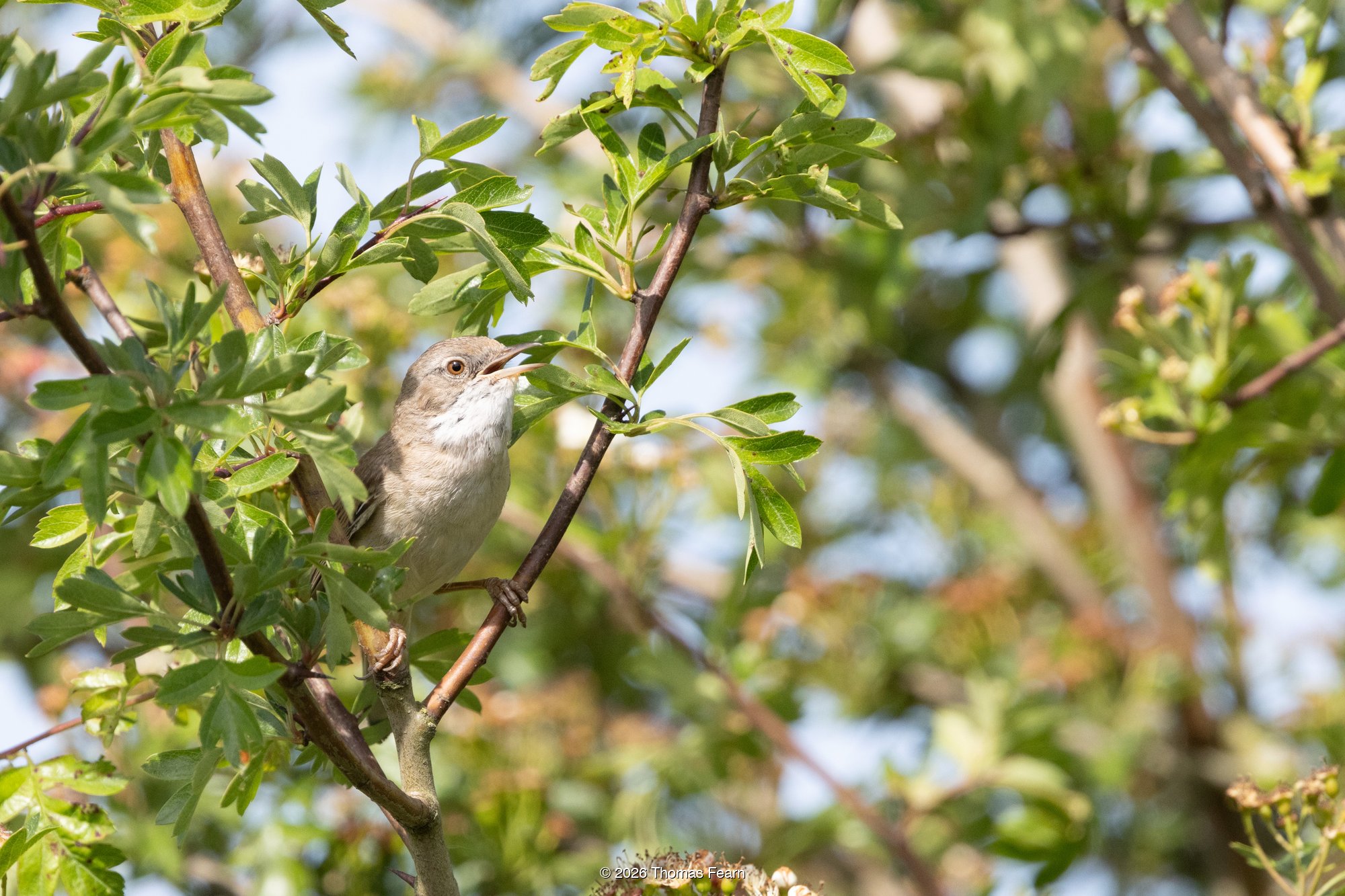 Common Whitethroat singing in hawthorn