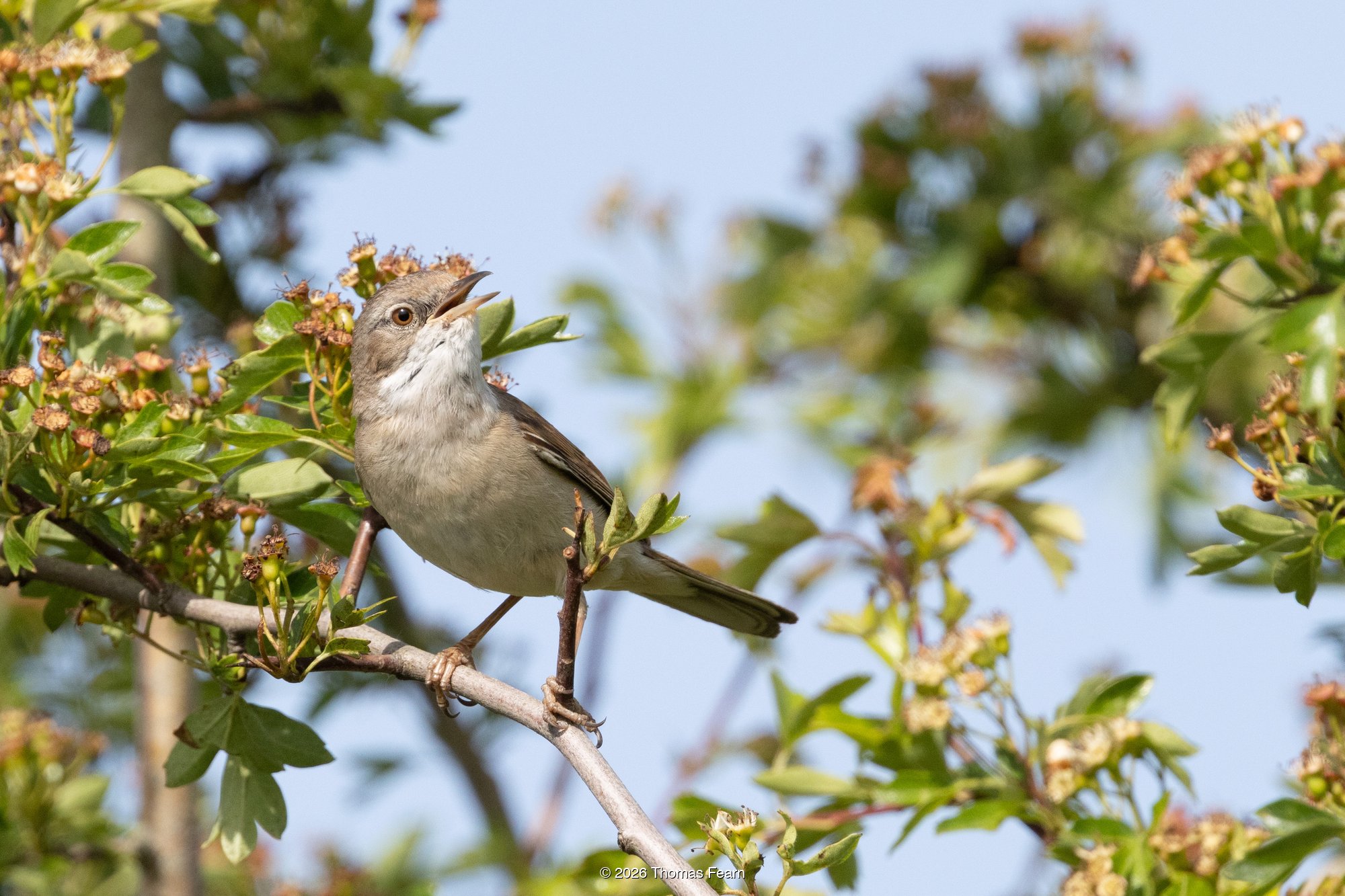 Common Whitethroat in full song