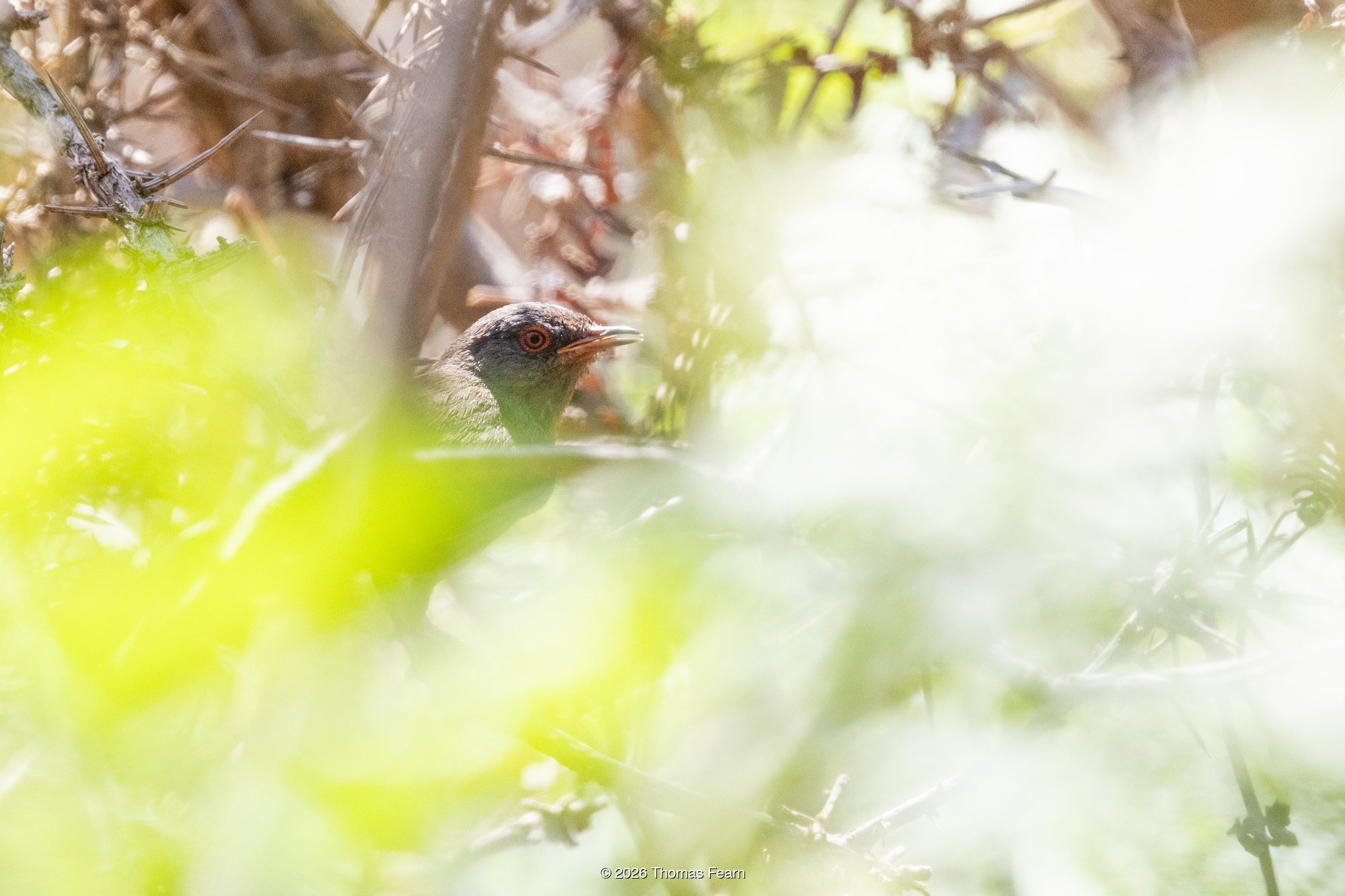 Dartford Warbler peering through dense foliage