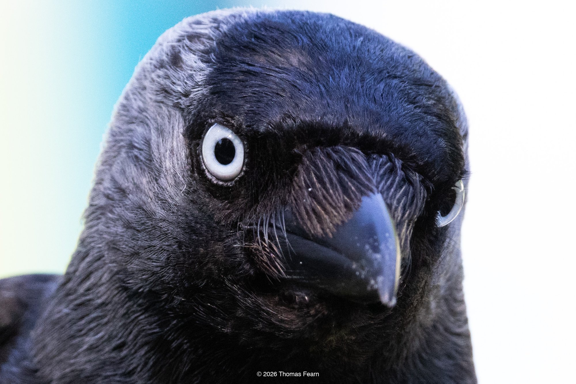 Jackdaw portrait at close range