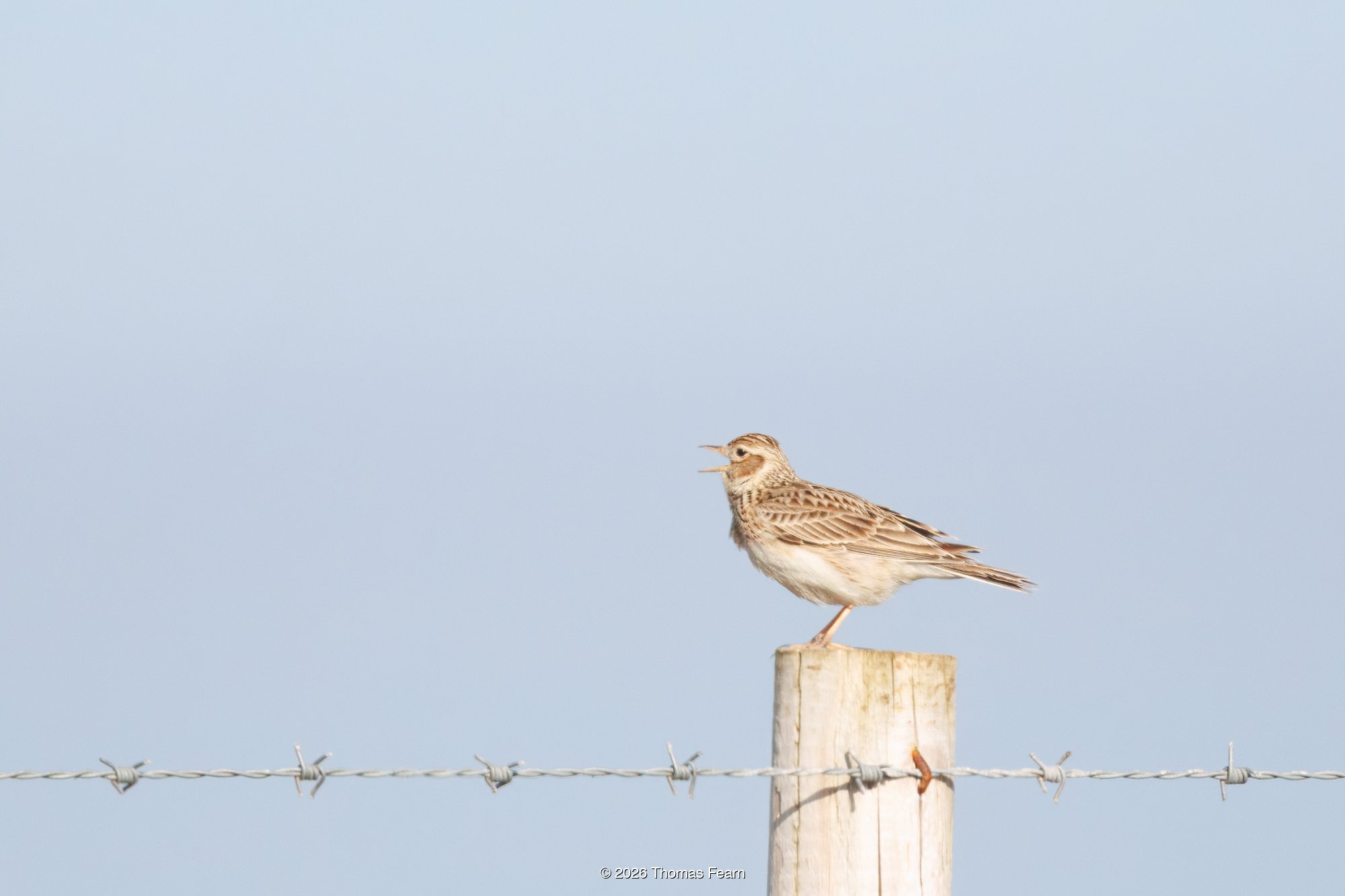 Skylark singing from a fence post