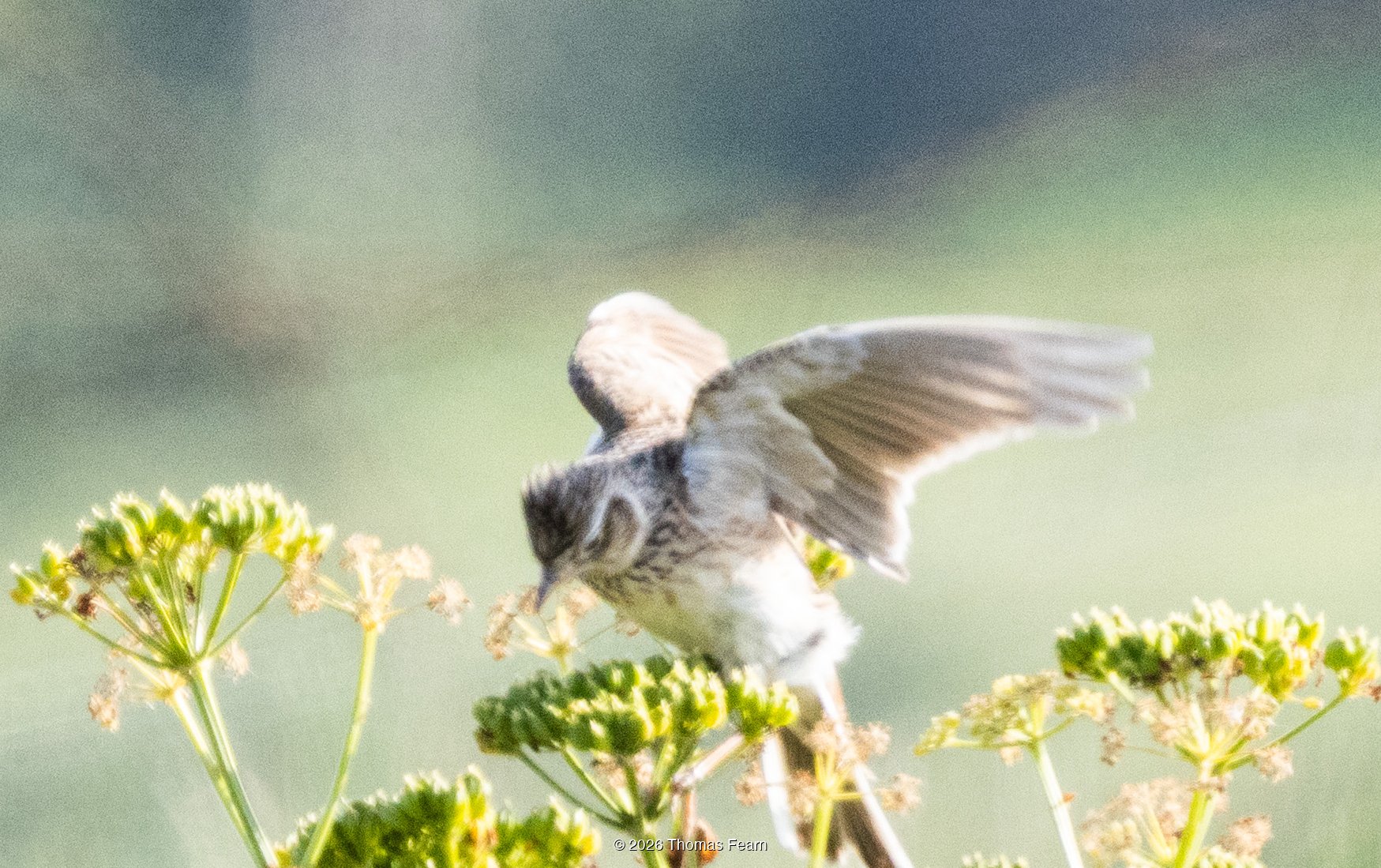 Skylark landing on flowering umbellifers