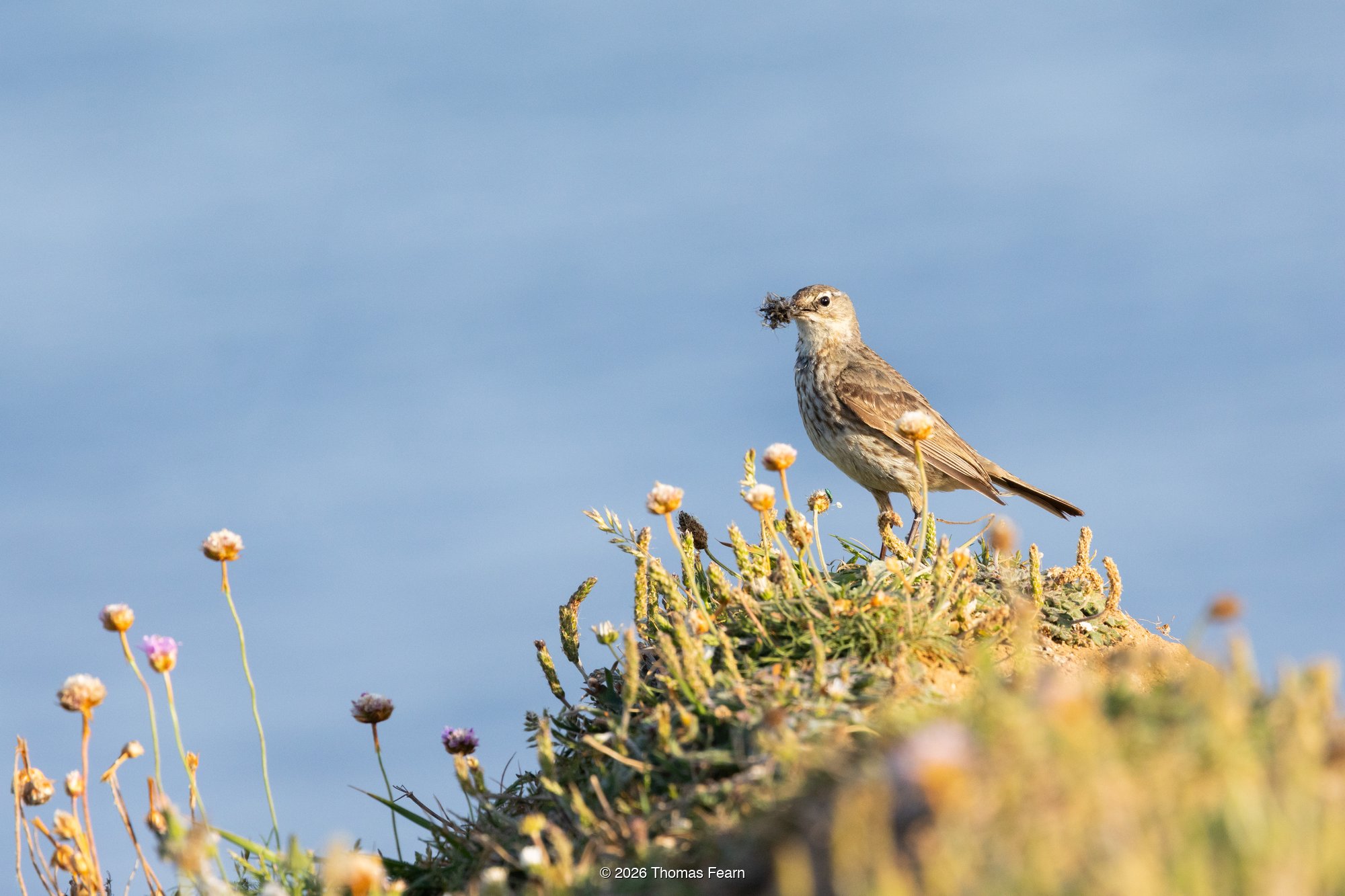 Rock Pipit with prey on a clifftop