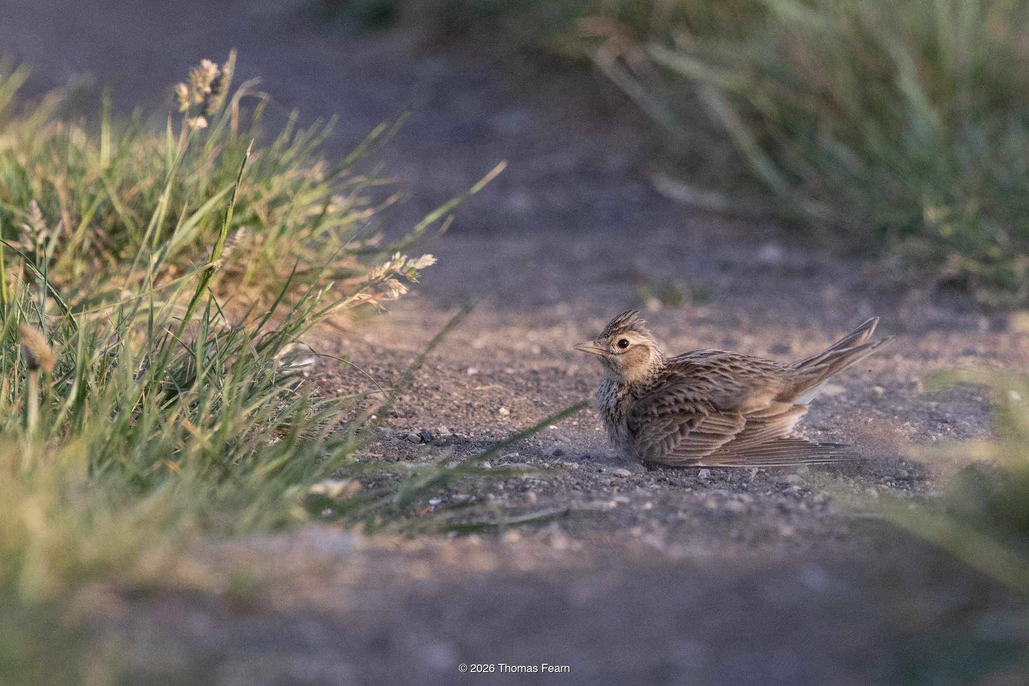 Skylark dust-bathing at golden hour
