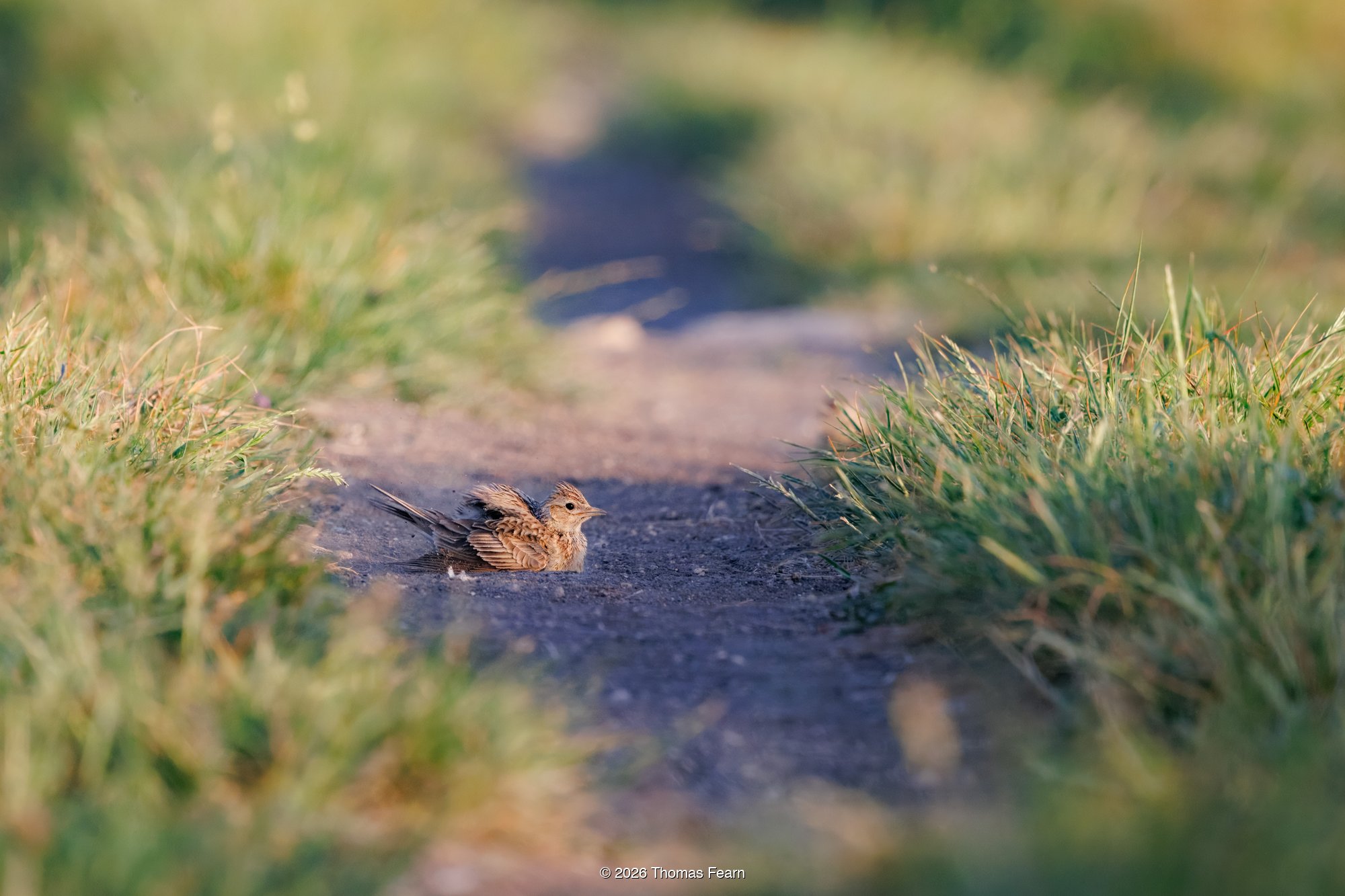 Skylark on a coastal path