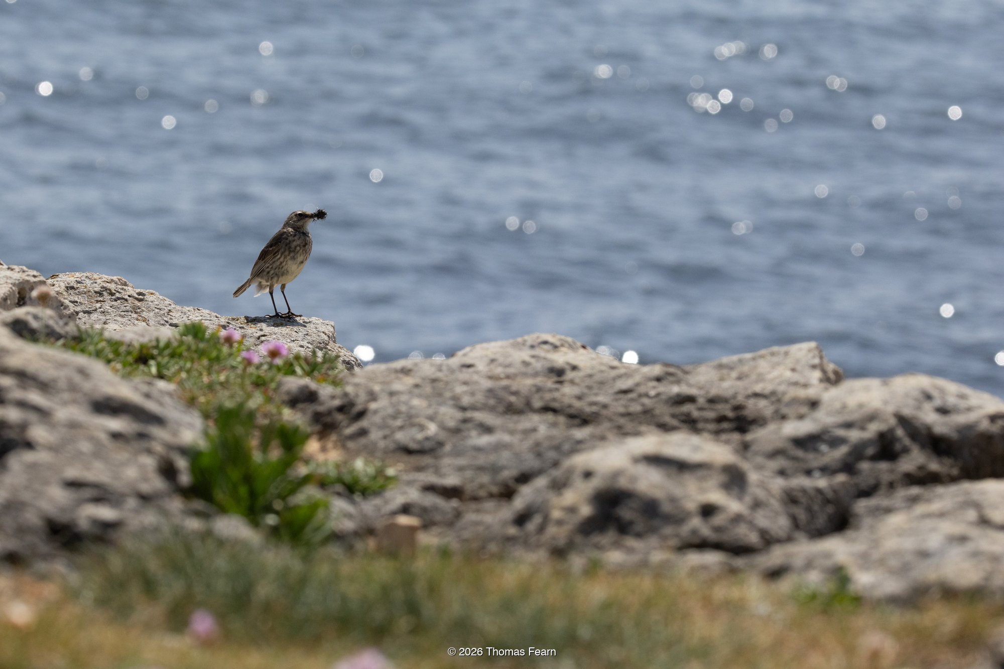 Rock Pipit on coastal rocks beside the sea