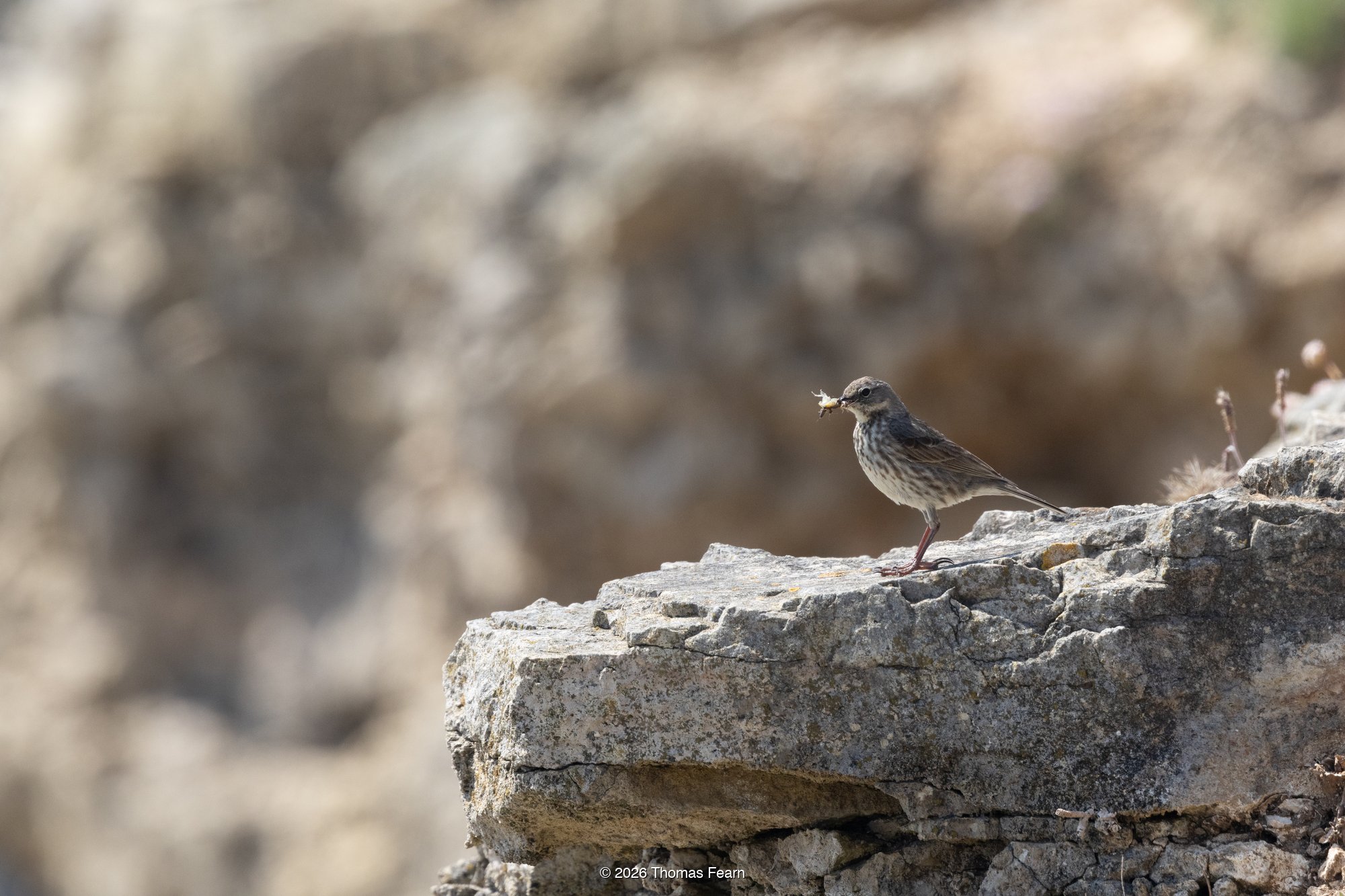 Rock Pipit on coastal limestone