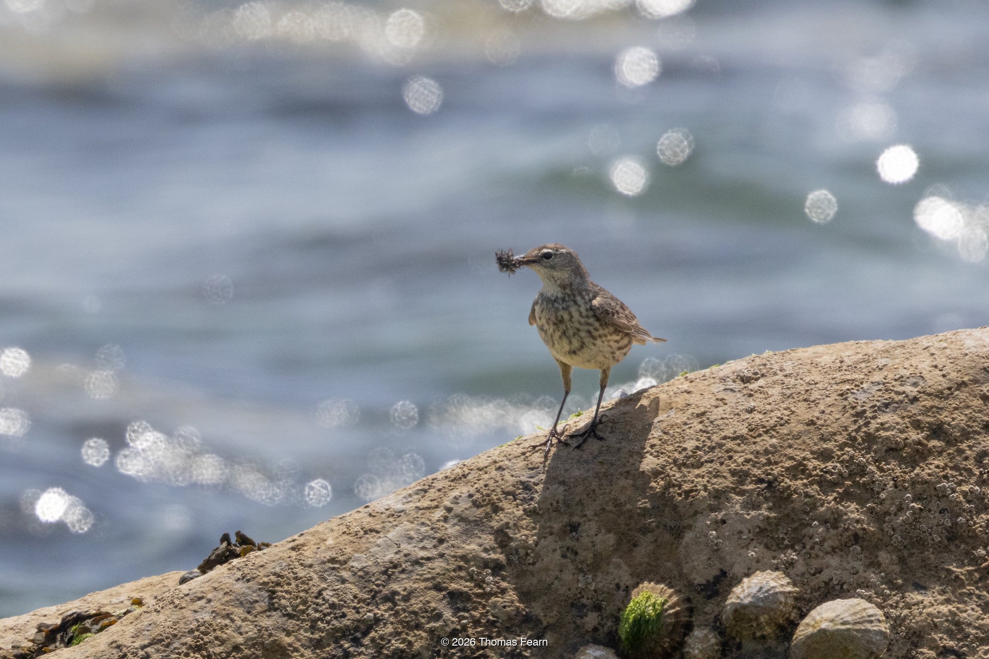 Rock Pipit on weathered rocks at the shore