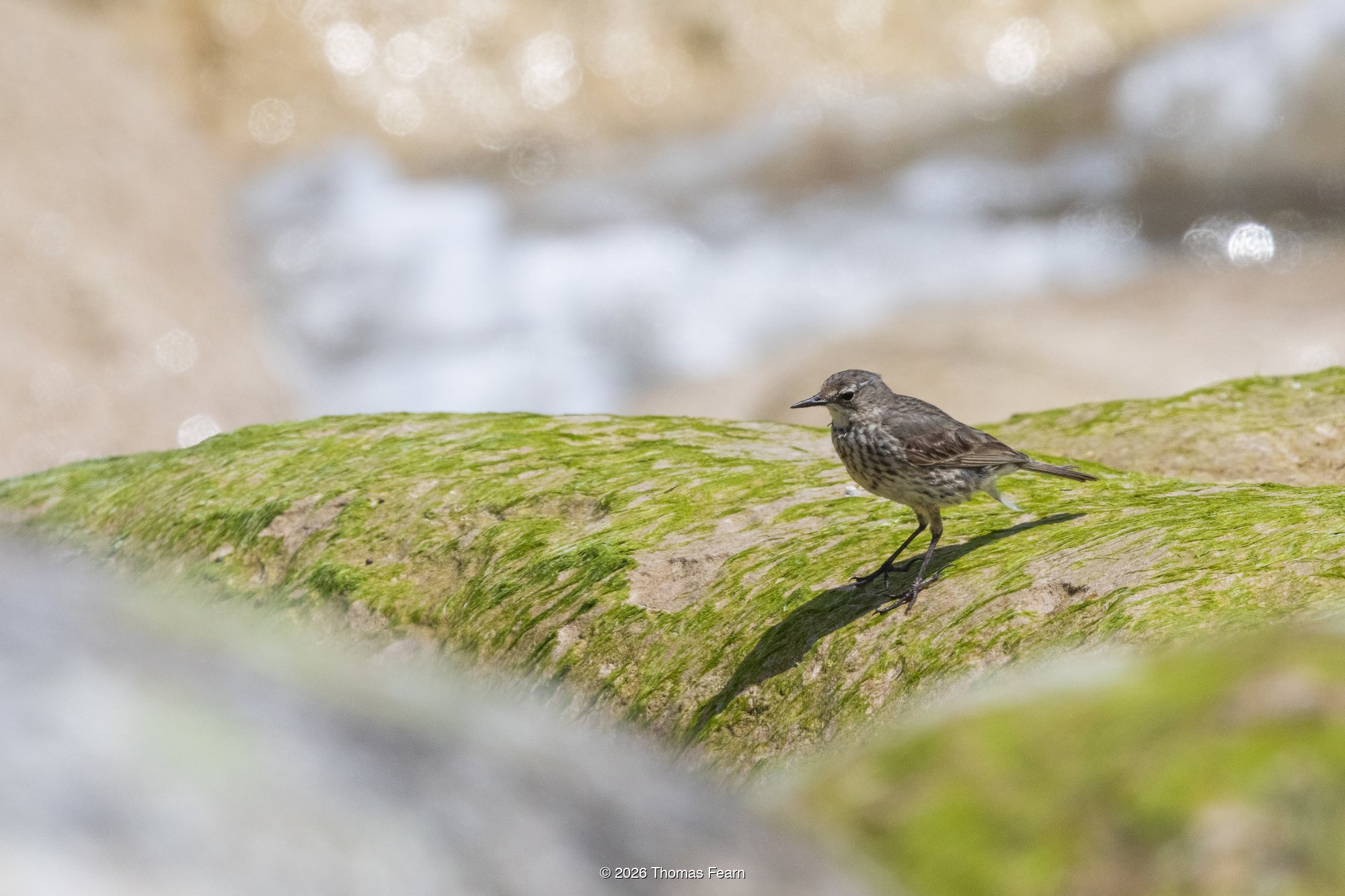 Rock Pipit on moss-covered shoreline stones