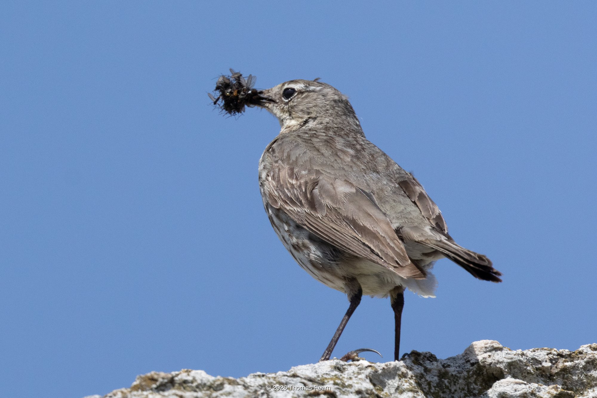 Rock Pipit on a rock against blue sky