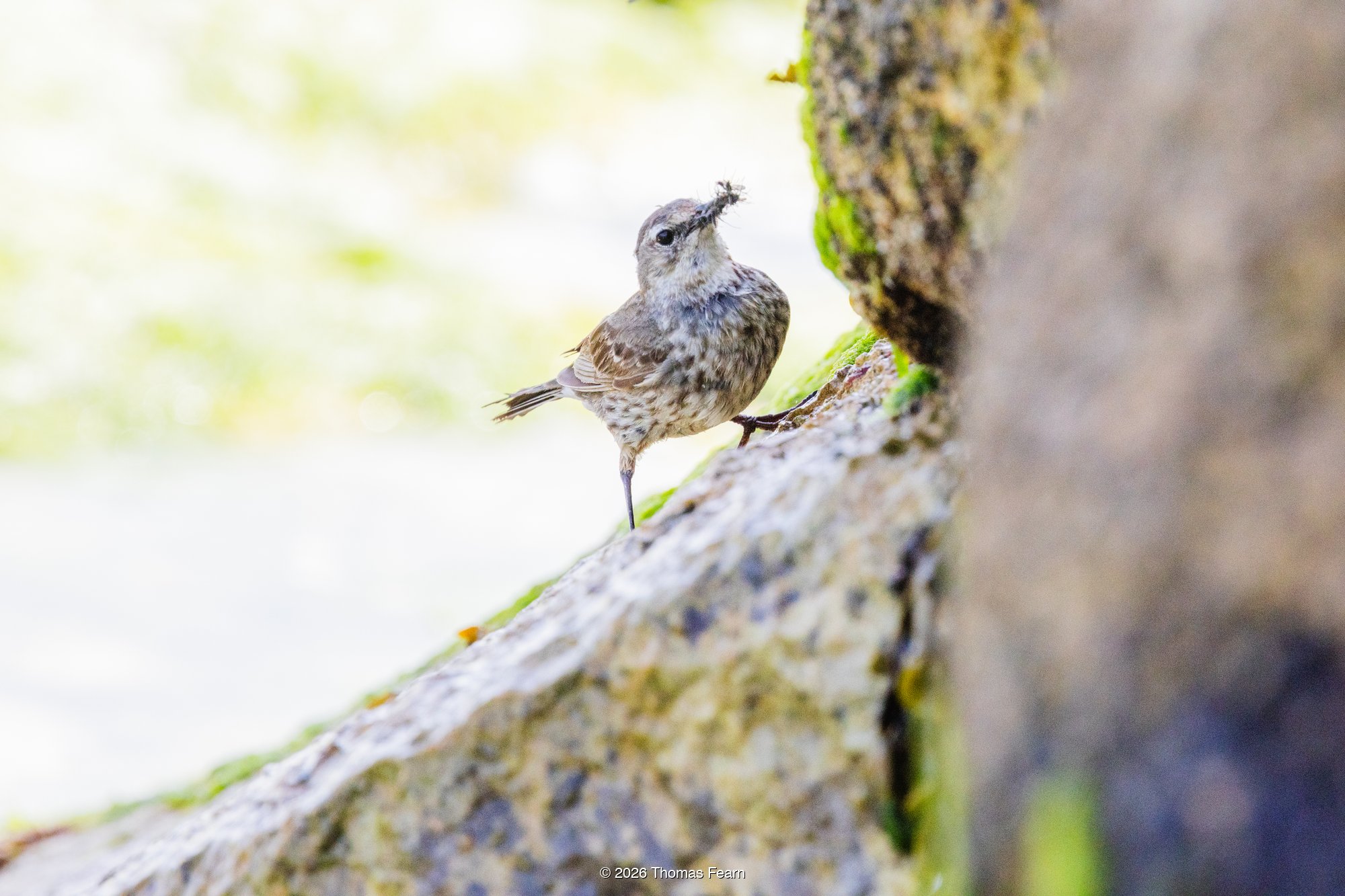 Rock pipit on a coastal rock