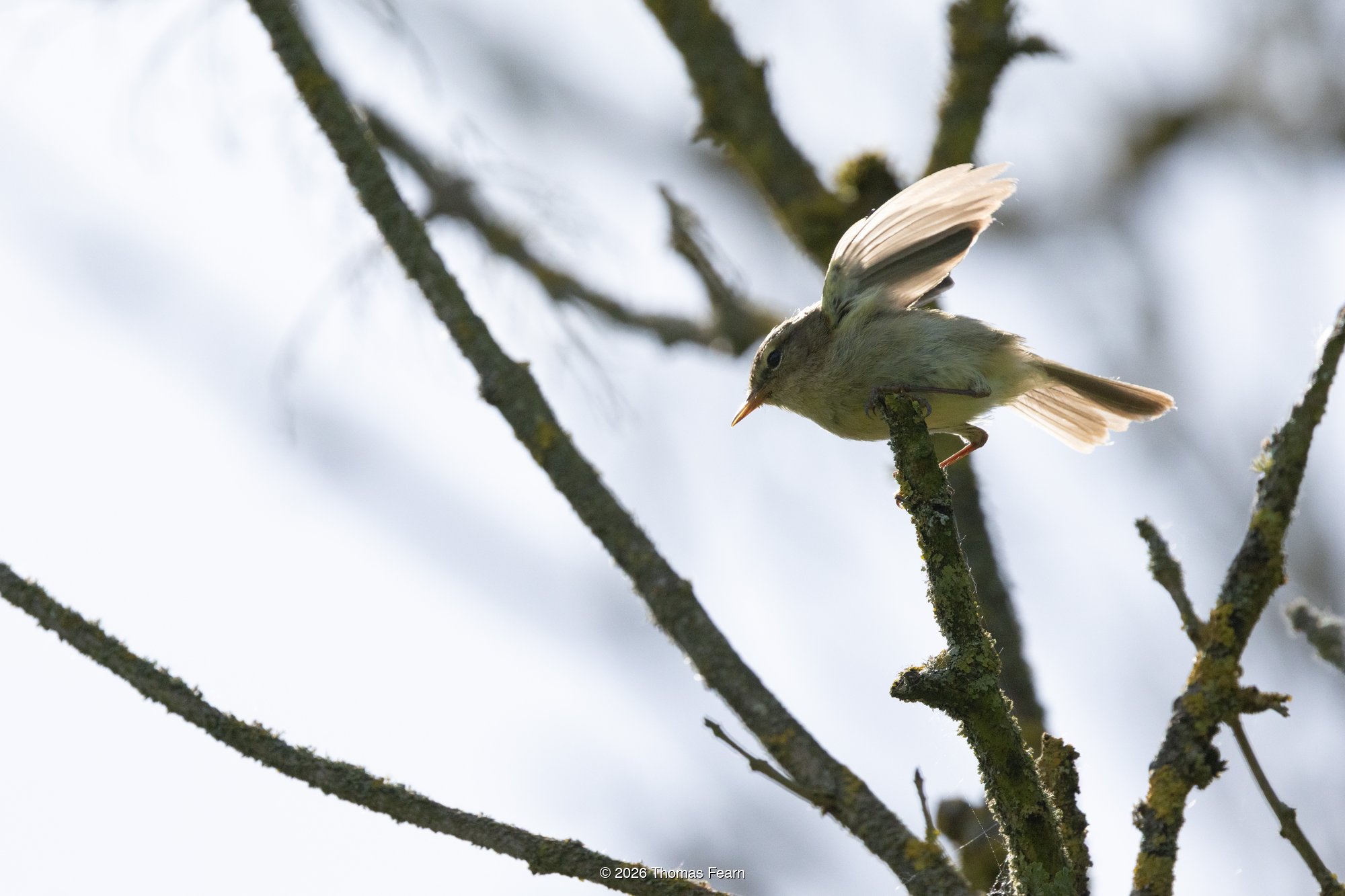 Chiffchaff launching from a branch