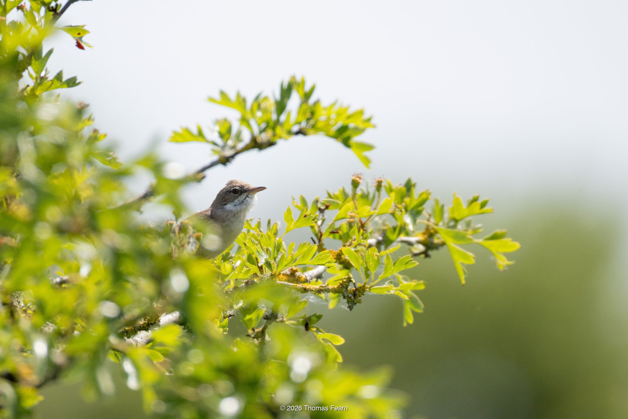 Common whitethroat in fresh spring leaves
