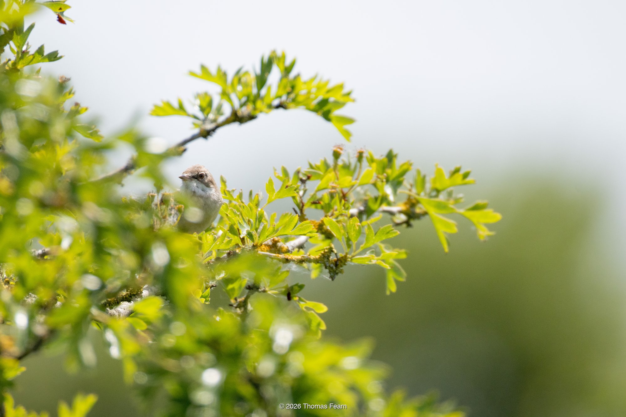 Common Whitethroat in spring foliage