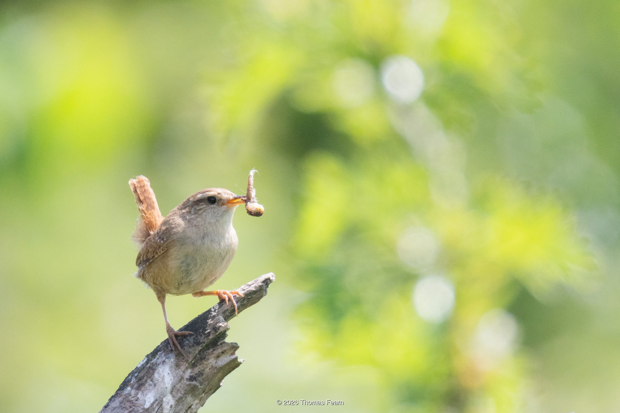 Wren with a grub on a branch