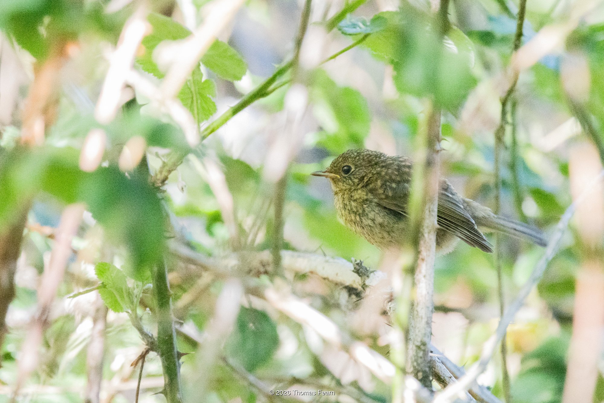 Juvenile Robin in summer foliage