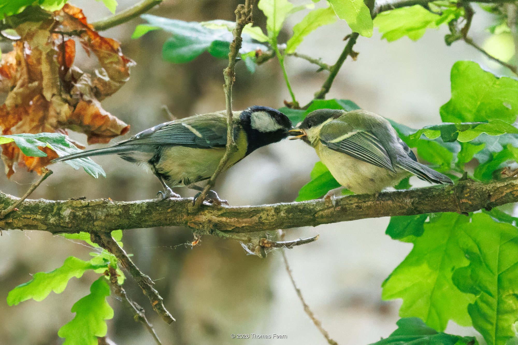 Great tit feeding a juvenile