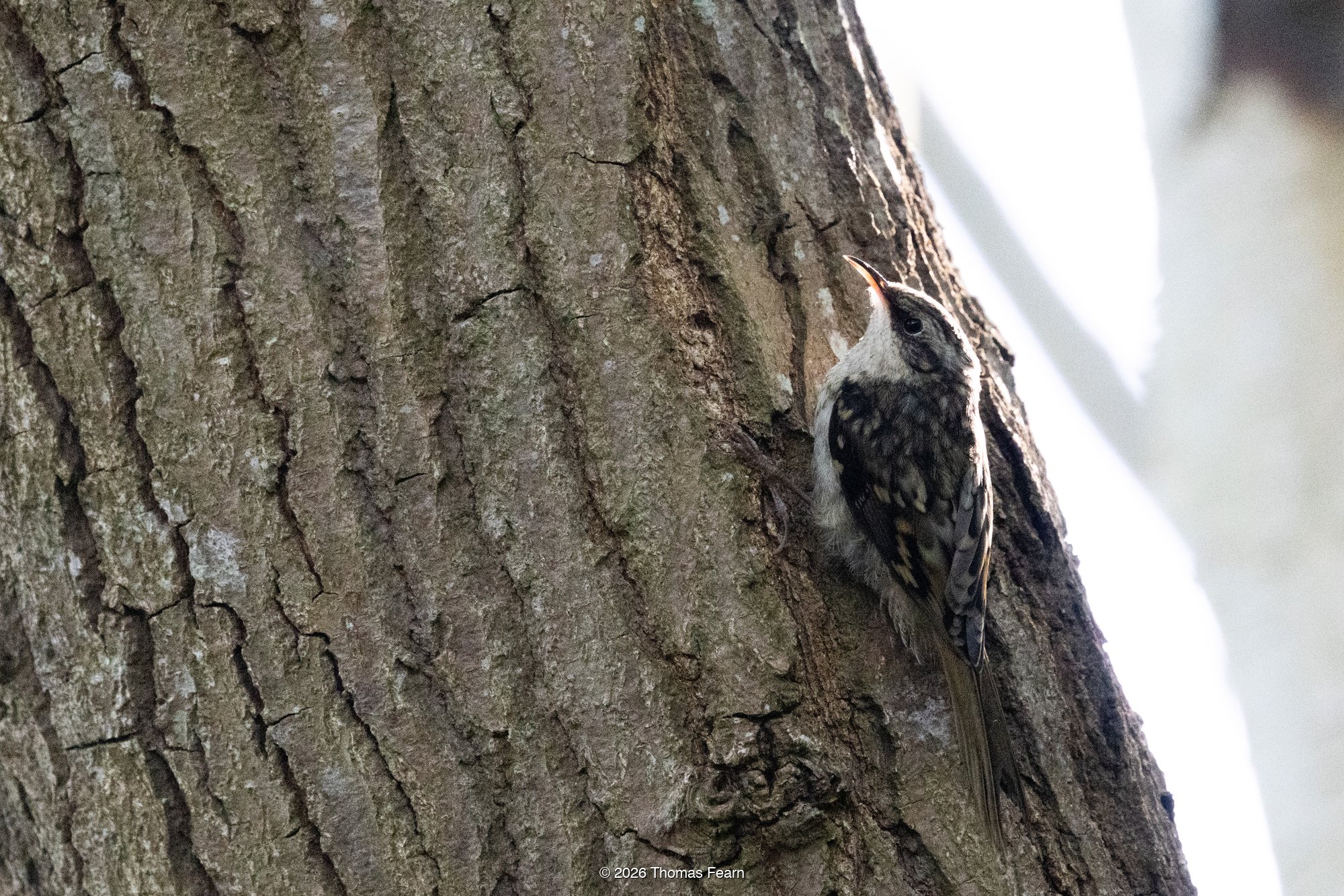 Treecreeper on a tree trunk