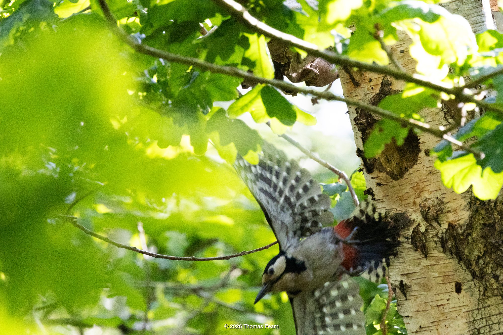 Great spotted woodpecker at a nest hole