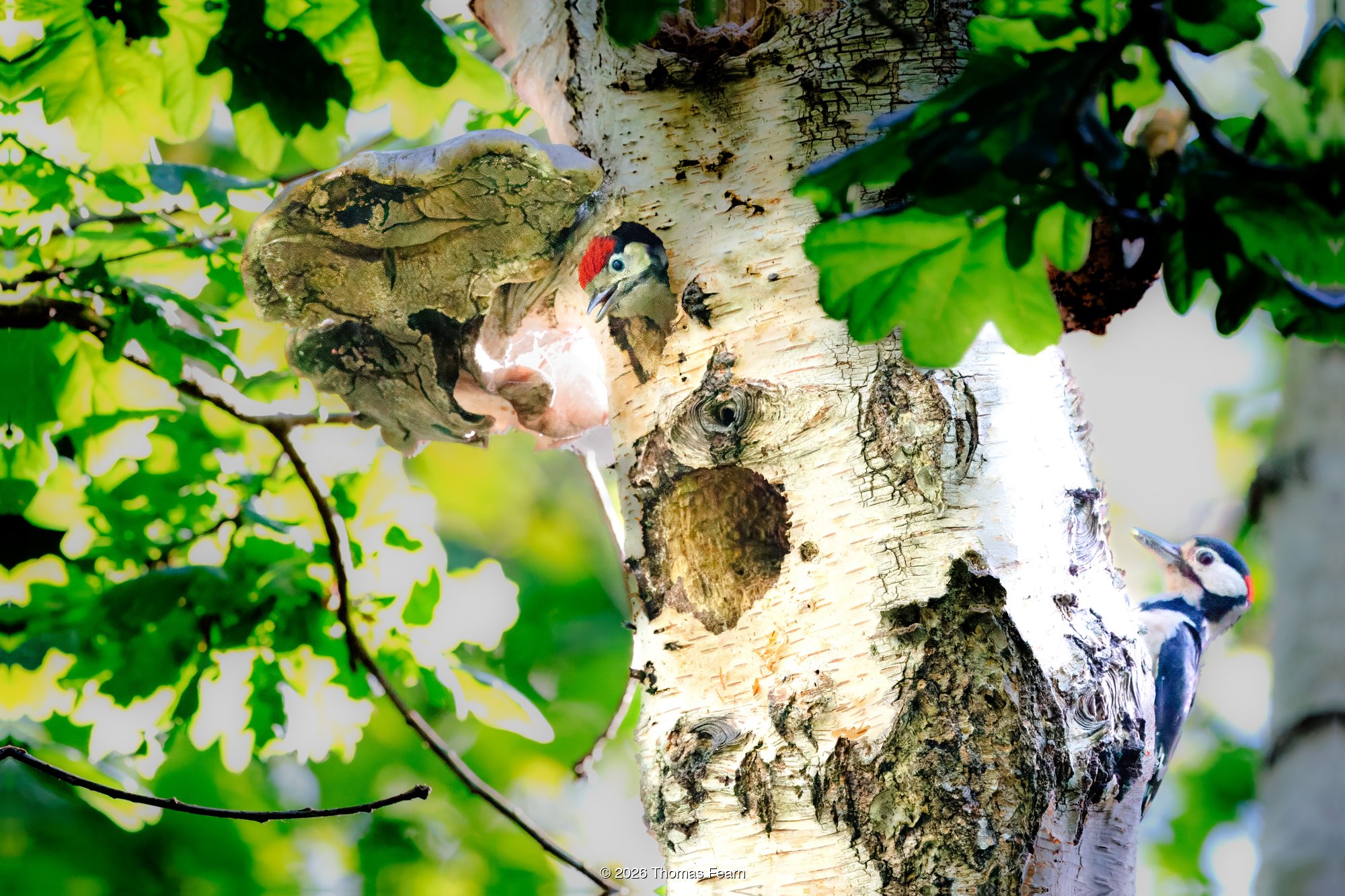 Great spotted woodpeckers at the nest tree