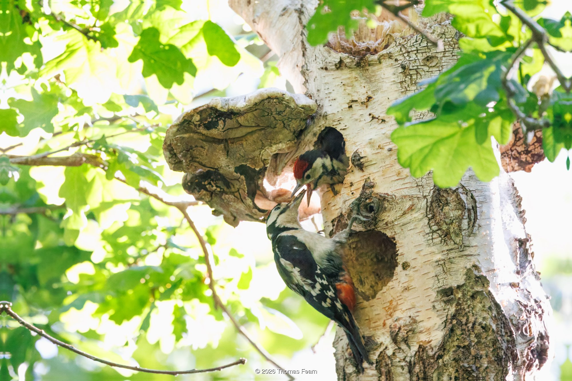 Great spotted woodpecker feeding a chick at the nest
