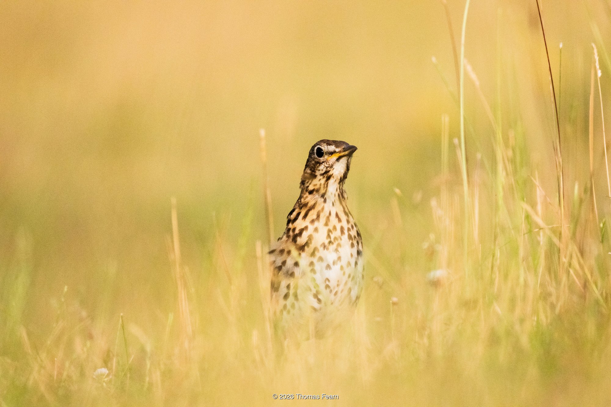 A song thrush stands among sunlit summer grasses, its heart-spotted breast catching the low light.