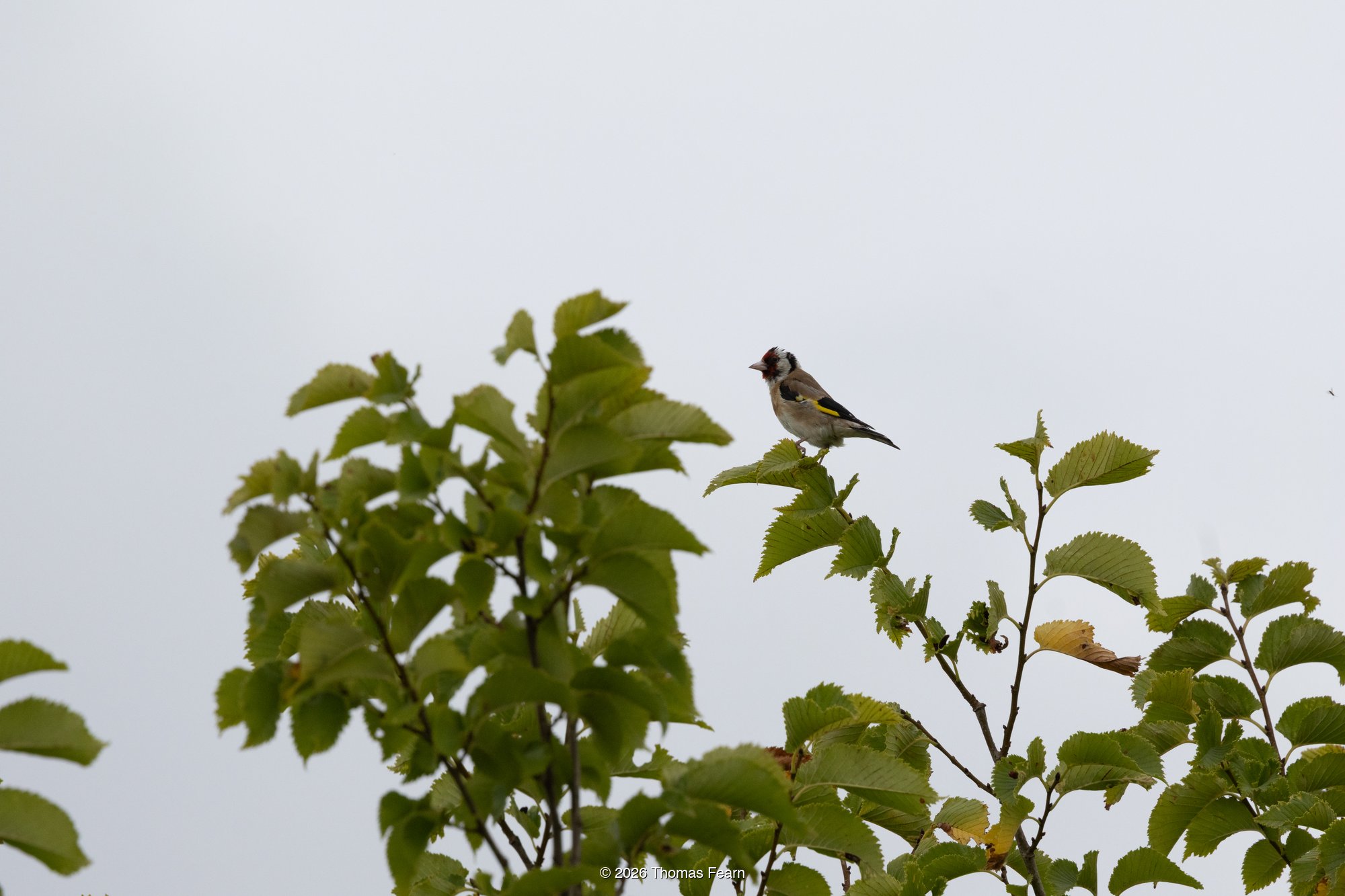 Goldfinch on a wych elm